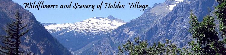 Wildflowers and Scenery of Holden Village